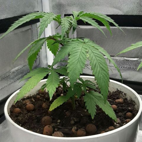 HP-00 growlog timeline photo