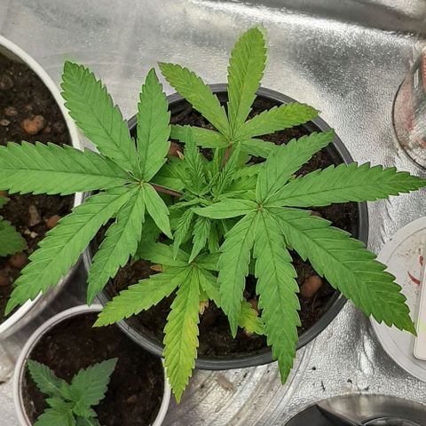 SB1-00 growlog timeline photo