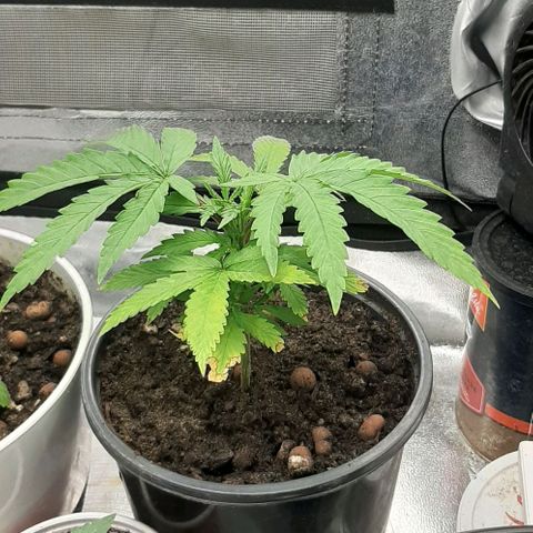 SB1-00 growlog timeline photo