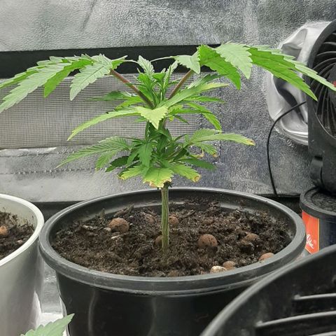 SB1-00 growlog timeline photo