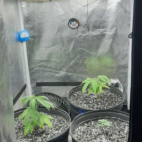 HP-00 growlog timeline photo