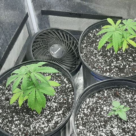 HP-00 growlog timeline photo