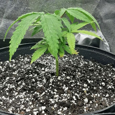 SB1-00 growlog timeline photo