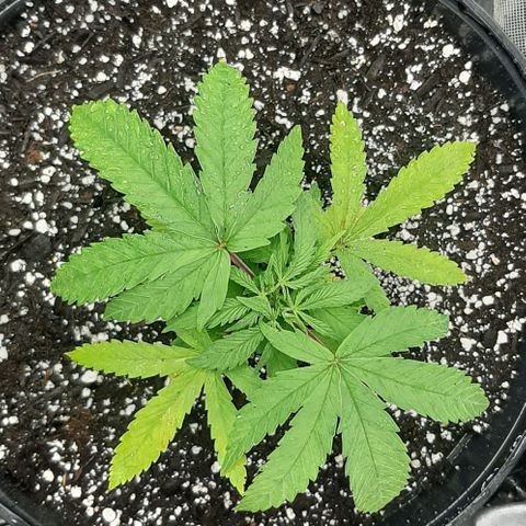 SB1-00 growlog timeline photo
