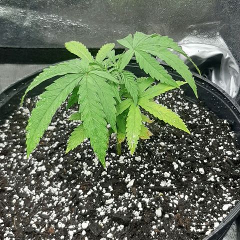 SB1-00 growlog timeline photo