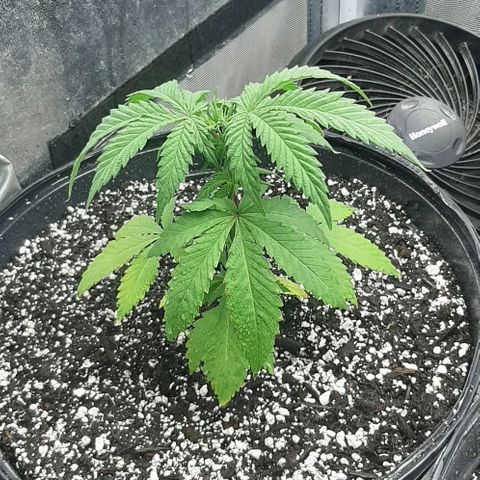 HP-00 growlog timeline photo