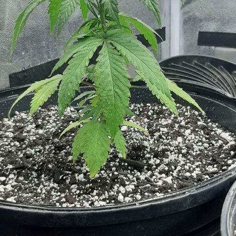 HP-00 growlog timeline photo