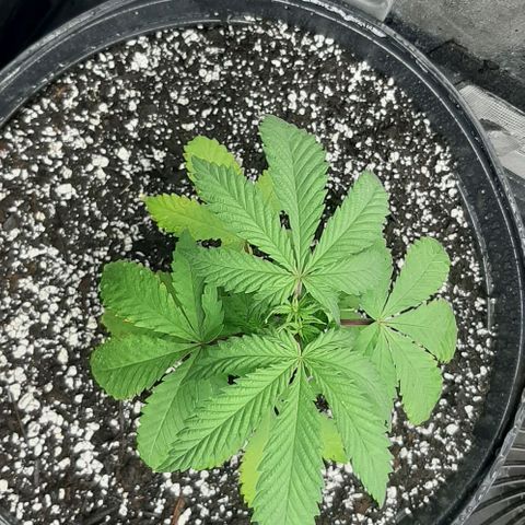 HP-00 growlog timeline photo