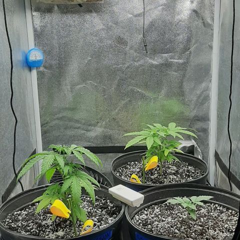 HP-00 growlog timeline photo