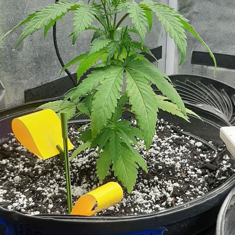 HP-00 growlog timeline photo