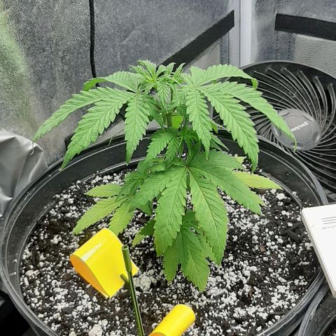 HP-00 growlog timeline photo