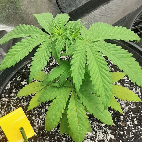 HP-00 growlog timeline photo