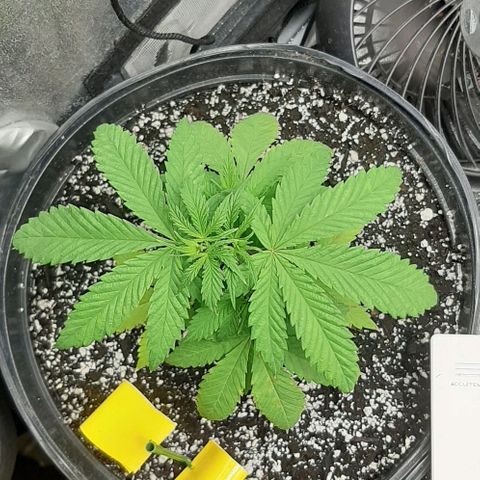 HP-00 growlog timeline photo