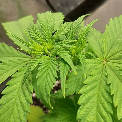 HP-00 growlog timeline photo