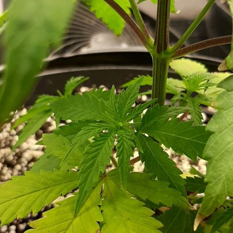 HP-00 growlog timeline photo