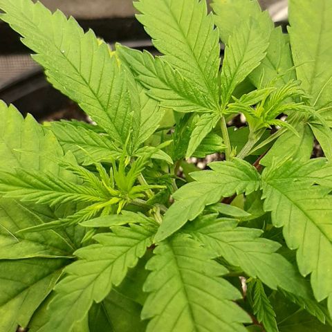 SB1-00 growlog timeline photo
