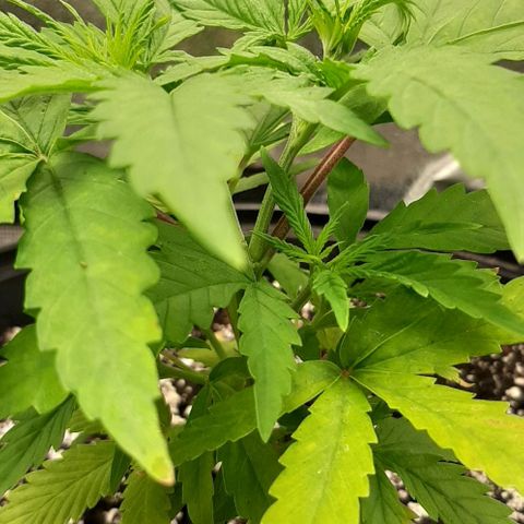 SB1-00 growlog timeline photo