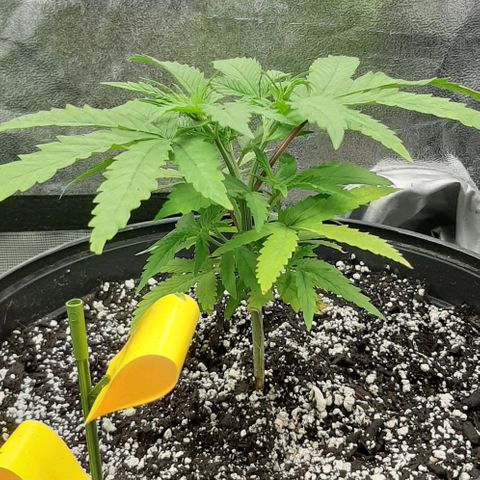 SB1-00 growlog timeline photo