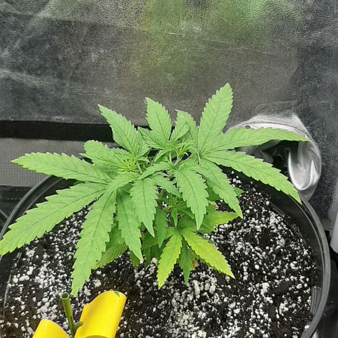 SB1-00 growlog timeline photo