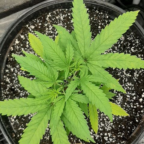 SB1-00 growlog timeline photo