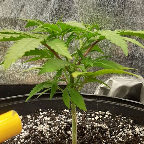 SB1-00 growlog photo: After trimming lower branches