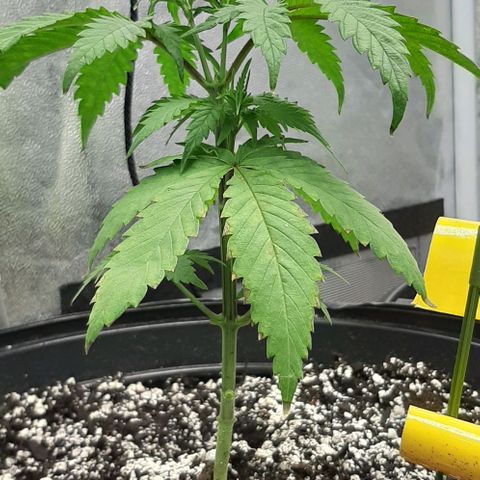 HP-00 growlog photo: After trimming lower branches