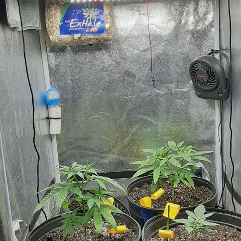 HP-00 growlog timeline photo