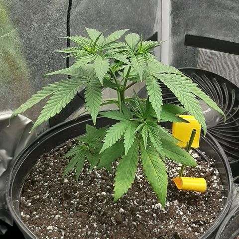 HP-00 growlog timeline photo