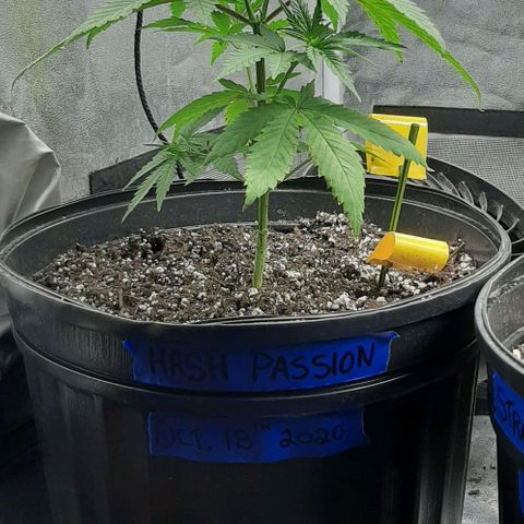 HP-00 growlog timeline photo