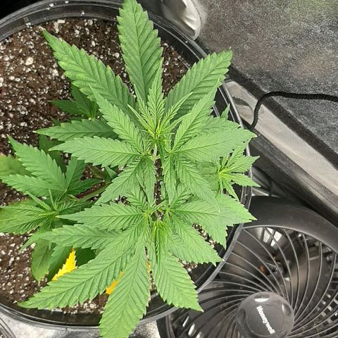 HP-00 growlog timeline photo