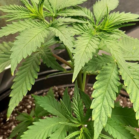 HP-00 growlog timeline photo