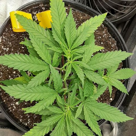 SB1-00 growlog timeline photo