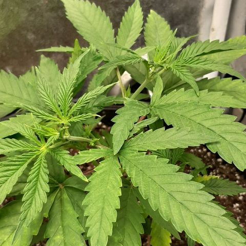 SB1-00 growlog timeline photo