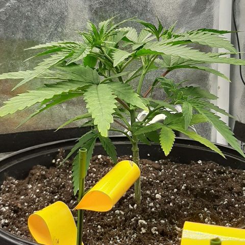 SB1-00 growlog timeline photo