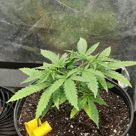 SB1-00 growlog timeline photo