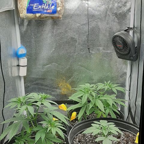 HP-00 growlog timeline photo
