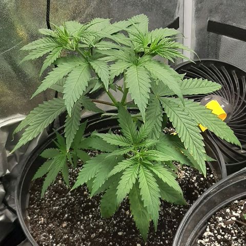 HP-00 growlog timeline photo