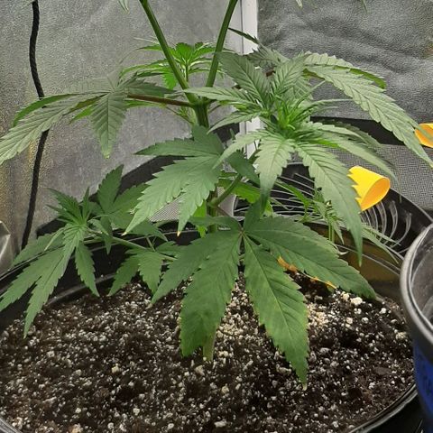 HP-00 growlog timeline photo