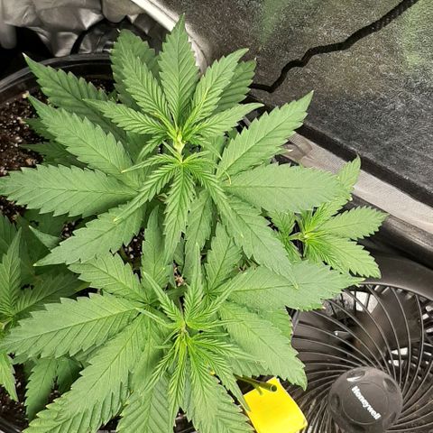 HP-00 growlog timeline photo