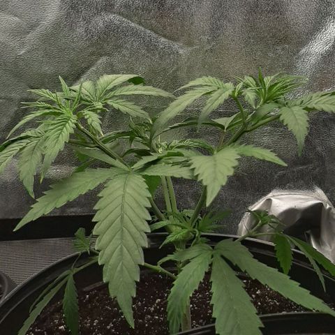 SB1-00 growlog timeline photo