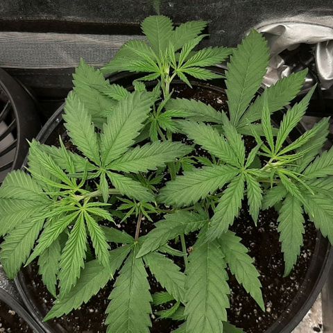 SB1-00 growlog timeline photo