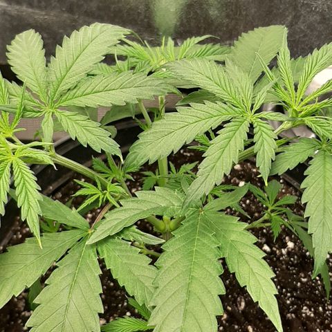 SB1-00 growlog timeline photo