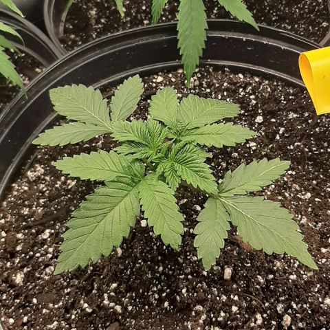 SB1-00 growlog timeline photo