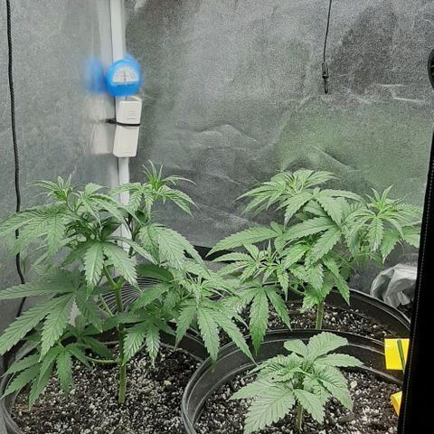 HP-00 growlog timeline photo