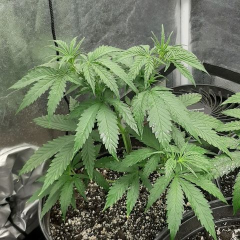 HP-00 growlog timeline photo