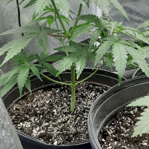 HP-00 growlog timeline photo