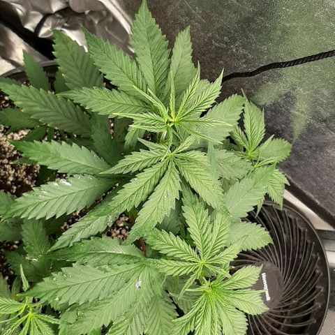 HP-00 growlog timeline photo