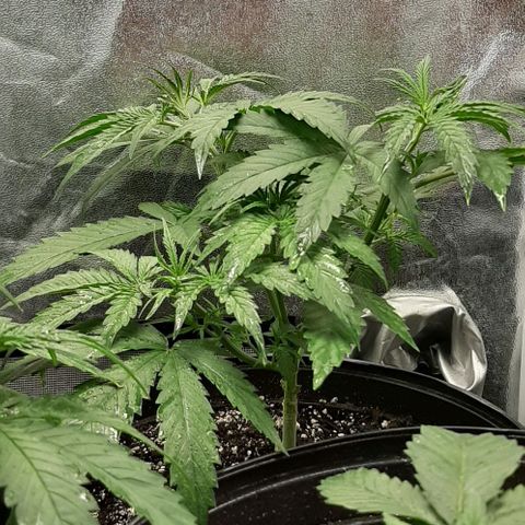 SB1-00 growlog timeline photo