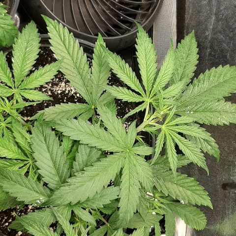SB1-00 growlog timeline photo