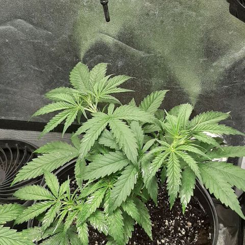 SB1-00 growlog timeline photo